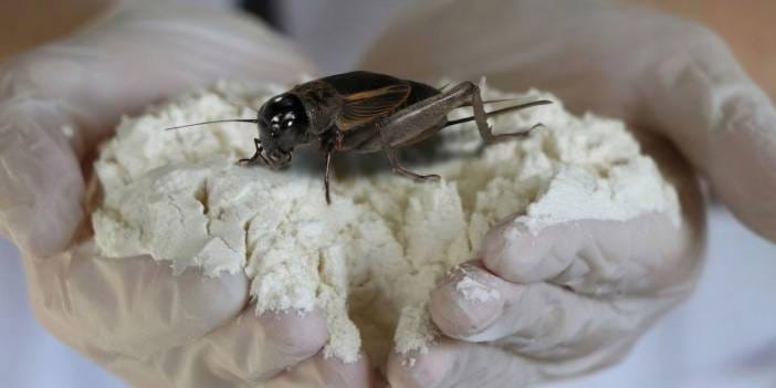 Bu unun yüzde 60'ı protein, ıspanaktan daha çok demir içeriyor ama tek bir kötü tarafı var