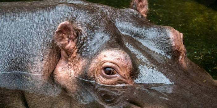 Kolombiya'nın başı, Escobar'ın kaçak kokain hipopotamlarıyla dertte