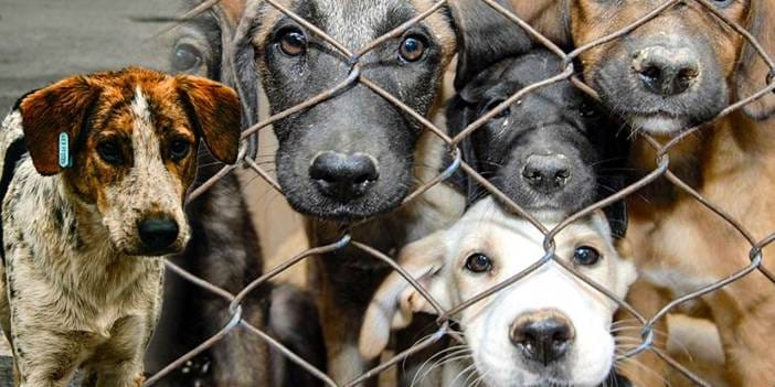 Kampüslerdeki köpekler öldürülecek! Hayvanseverler ve hukukçular ayakta