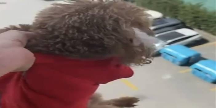 İzleyenin yüreği ağzına geldi! Acımasız kadın zavallı köpeği camdan sarkıtıp dövdü