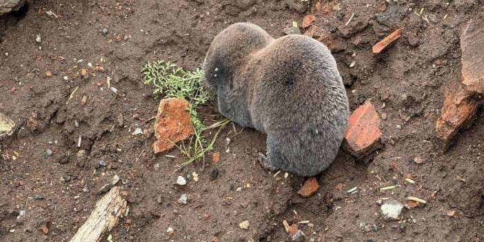 Yağmur nadiren görünen kör fareleri yüzeye çıkardı