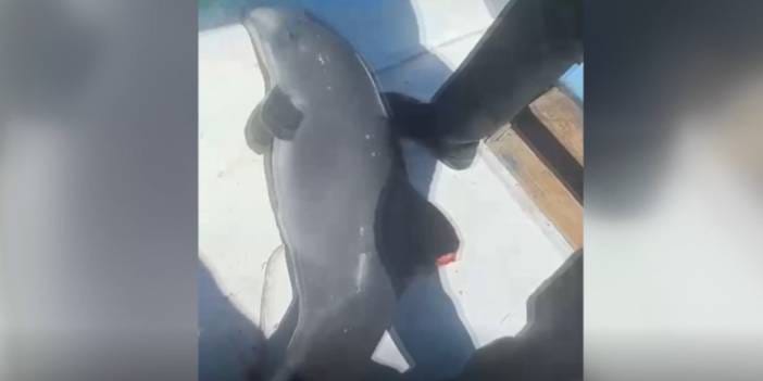 Ağa takılan yavru yunus balıkçılar sayesinde kurtuldu