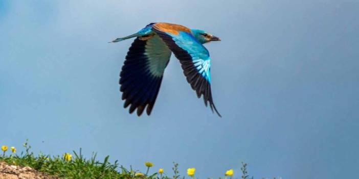 Fotoğrafçı görüntüledi: Adıyaman'da ortaya çıktı