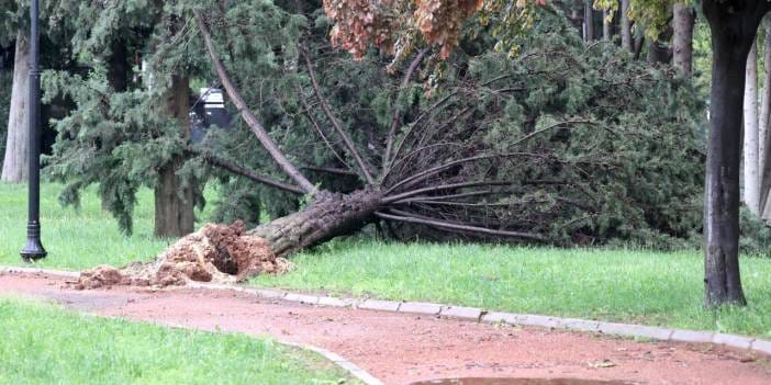 Gaziantep'te sağanak: Masal Parkı'nda ağaçlar devrildi!