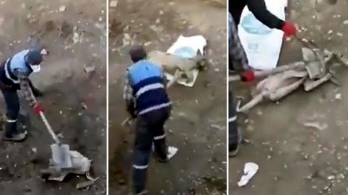 Köpeği kürekle döverek öldürmüştü! Skandal görüntülere suç duyurusu