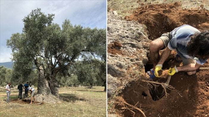 Ağacın yaşını nükleer fizikçiler açığa çıkardı