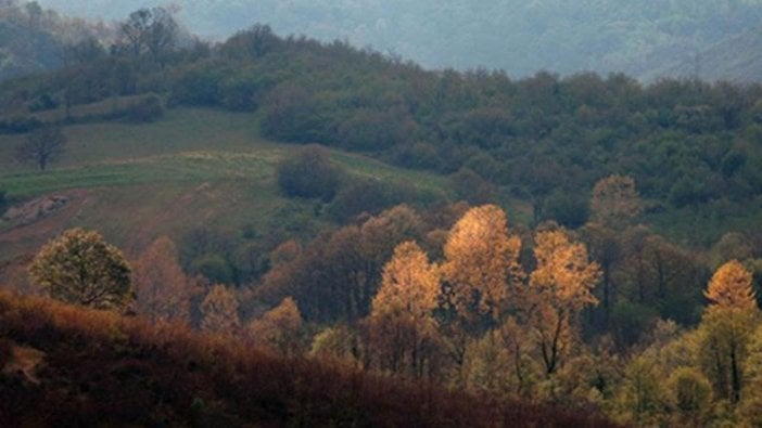 İktidarın ağaç düşmanlığı bu sefer Şile'de kendini gösterdi: 30 bin ağaç yok edilecek