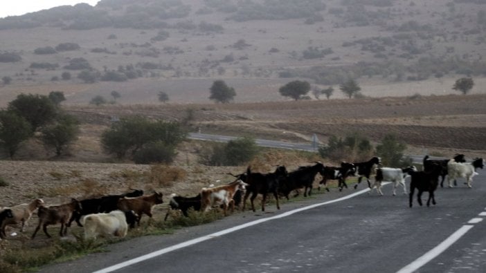 Keçi sürüsü, icra ile satışa çıktı