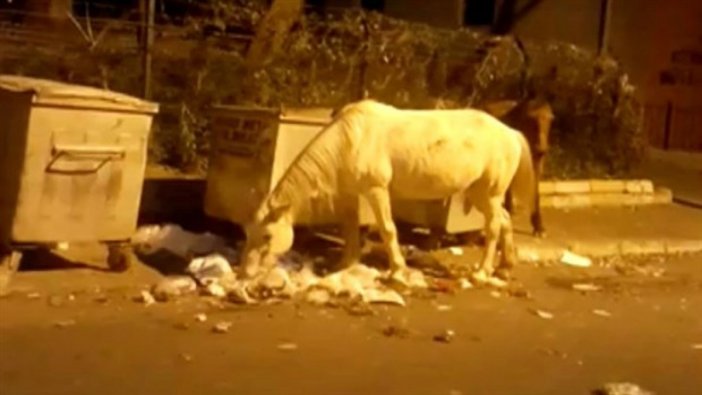 Büyükada'da serbest bırakılan atlar yemek ararken görüntülendi