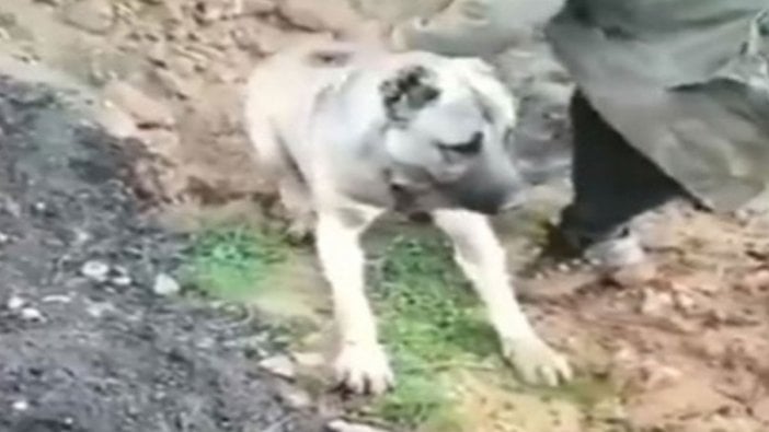 Hatay'da bir köpeğin zehirlenmesine ilişkin inceleme