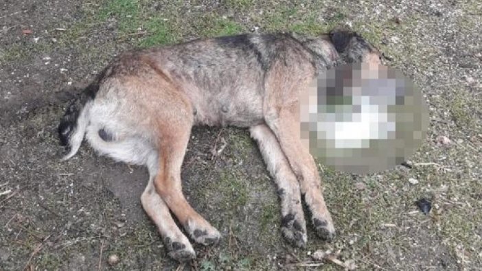 Köpekleri zehirleyip döverek öldürdükten sonra koyun ve hindileri çaldılar