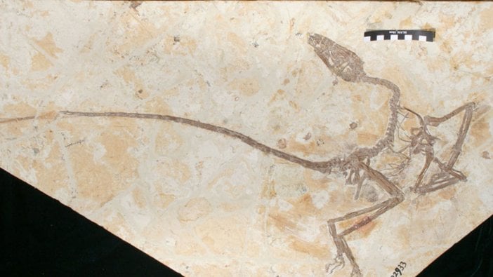 Bilim insanları dinozorların yok olmasının asıl nedenini açıkladı