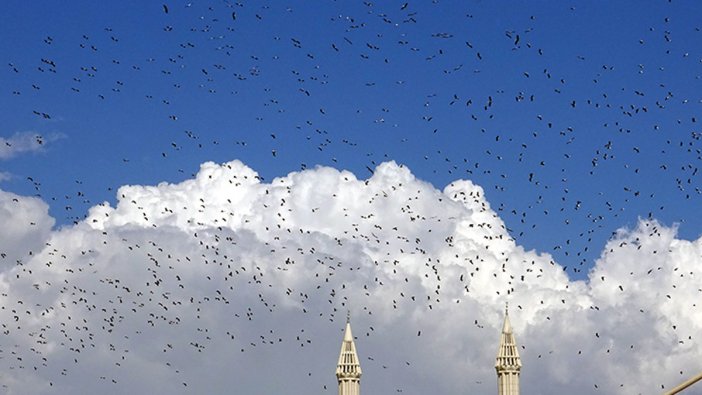 'İstanbul'daki göçmen kuşlarda Batı Nil virüsü saptadık, ölü kuşlara temkinli yaklaşın'