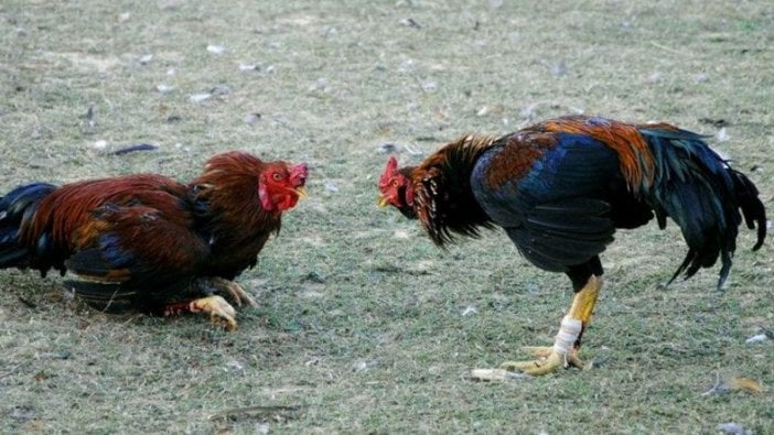 Dövüş için ayağına bıçak bağlanan horoz sahibini öldürdü