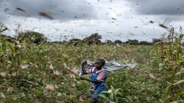 Afrika'da çekirge istilası: Türkiye'de risk altında