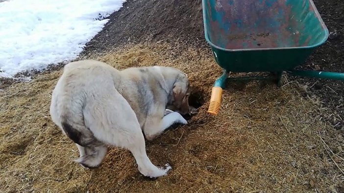 Sivas'ta bir köpek, ölen yavrusunu kendisi gömdü