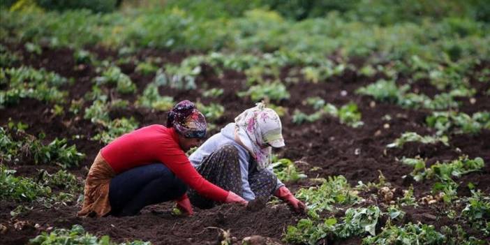 İBB'den çiftçiye destek: Satamadığı ürünü alacak