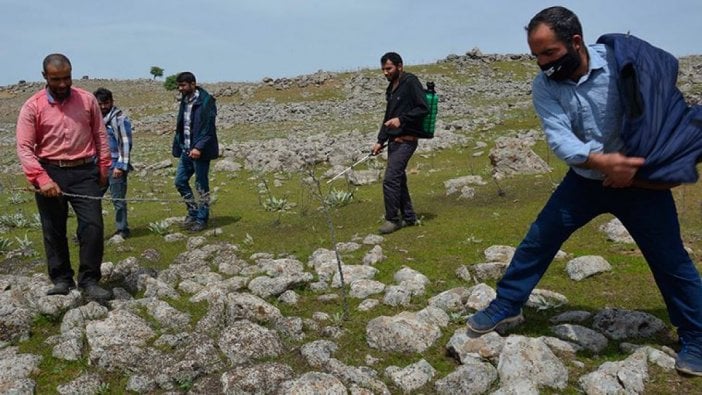 Şanlıurfa'da çekirge istilası