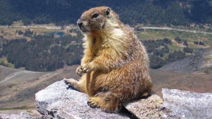 Marmot eti yiyen iki kişide veba tespit edildi