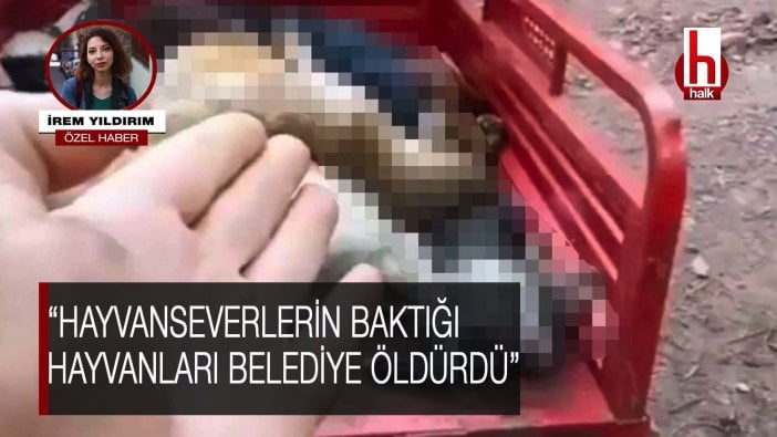 “Hayvanseverlerin baktığı hayvanları belediye öldürdü”