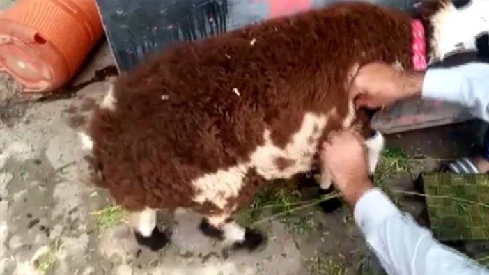 Üzerine koyun yünü yapıştırılan keçiyi kurbanlık koyun diye sattılar