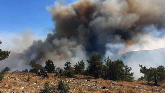 Uşak'ta orman yangını