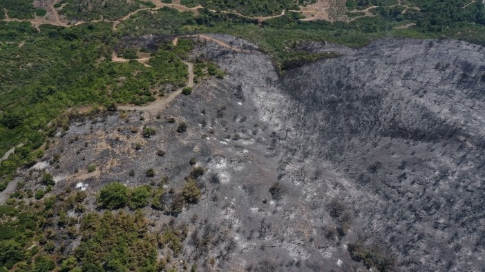 Menderes yangınında yüzlerce ağaç küle döndü