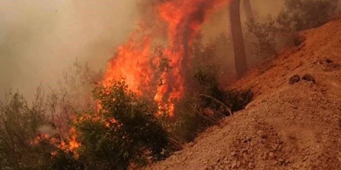 Adana'da orman yangını: 3 gözaltı