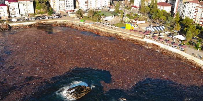 Giresun'da selin sürüklediği ağaçlar deniz yüzeyini kapladı