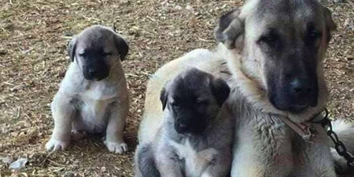 Kangal köpeklerinin yavrularını yeme sebebi ortaya çıktı