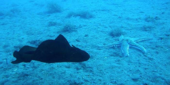 İspanyol dansçısı Saros Körfezi'nde