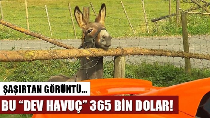 365 bin dolarlık havuç!