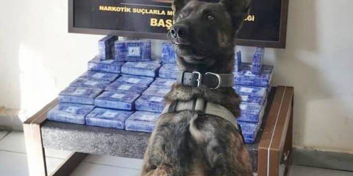 Narkotik köpeği Roma, 35 kilo uyuşturucu buldu