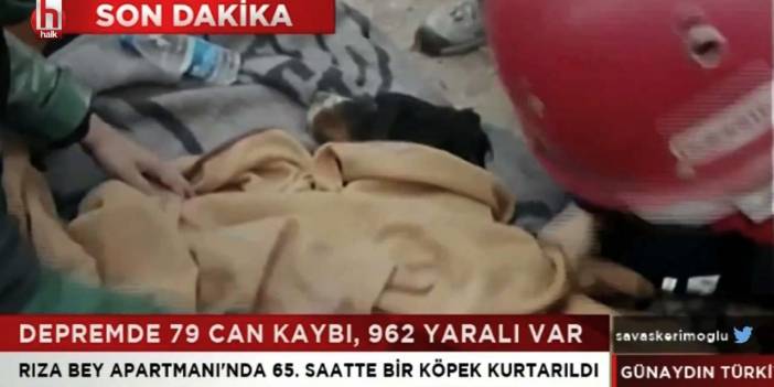 Bir köpek 65 saat sonra enkazdan canlı kurtarıldı