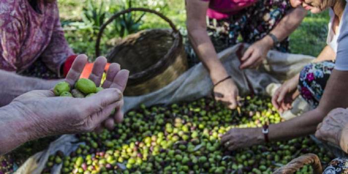 Zeytin hasadına pandemi engeli