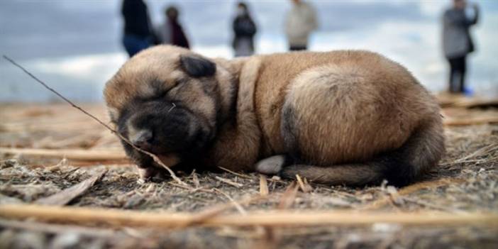 9 yavru köpek yakılarak öldürüldü