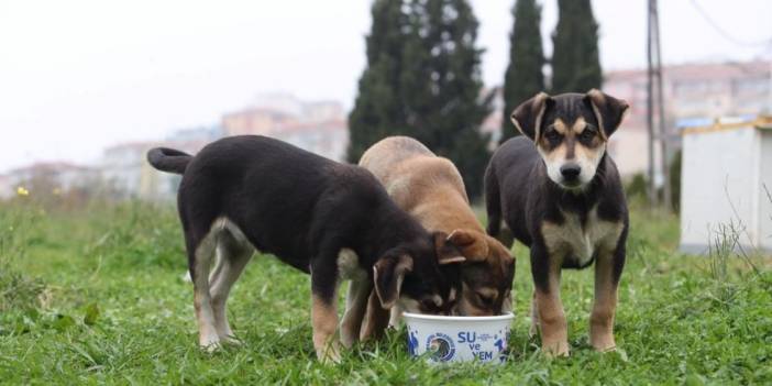 Kısıtlamalarda kedi ve köpekler unutulmadı