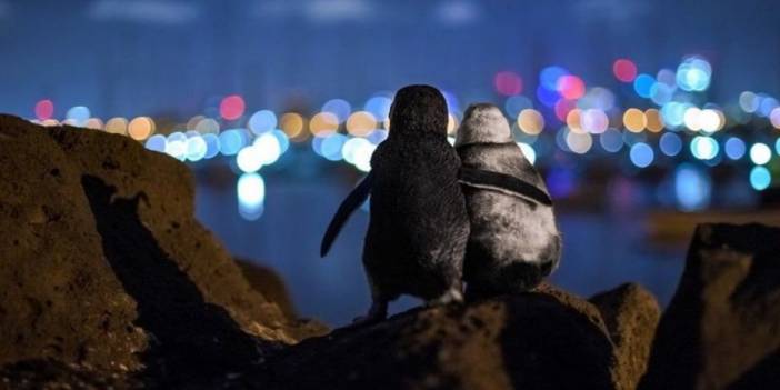 Birbirini teselli eden penguenlerin fotoğrafına ödül