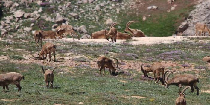 Tunceli'de avlanması yasak olan 8 yaban keçisi ölü bulundu