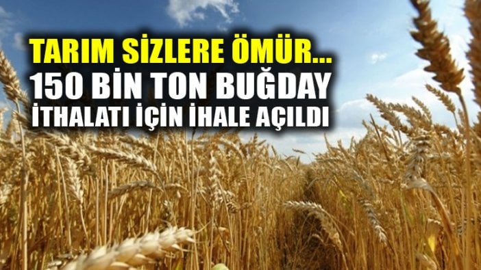 Türkiye, yurt dışından 150 bin ton buğday alımı için ihale açtı