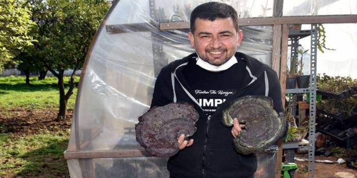 'Ölümsüzlük mantarı' buldu