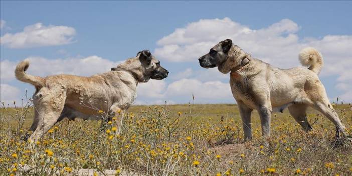 Sivas'ın Kangal köpeklerinin fiyatı altınla yarışıyor