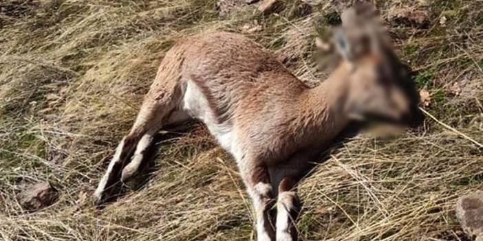 Tunceli'de koruma altındaki yaban keçiler ölü bulundu