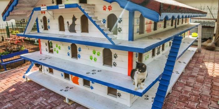 64 odalı 'kedi apartmanı' açılıyor