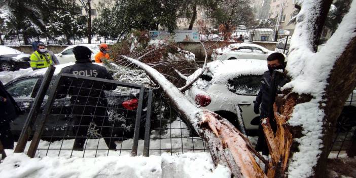 İstanbul'da kar yağışı nedeniyle bazı bölgelerde ağaçlar devrildi