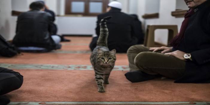 İmamlara 'kedi sahiplenin' çağrısı yapıldı