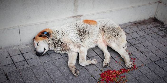 Veterinere götürülen köpeğin vücudundan saçma çıktı: Hedef tahtası yapmışlar