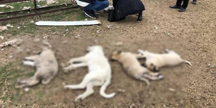 Ankara'da zehirlenen 8 köpekten 4'ü öldü