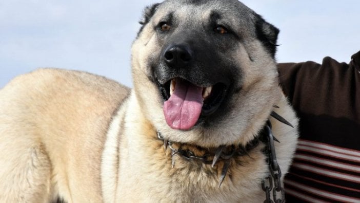 Kangal köpekleri, sınır karakollarında görev alacak