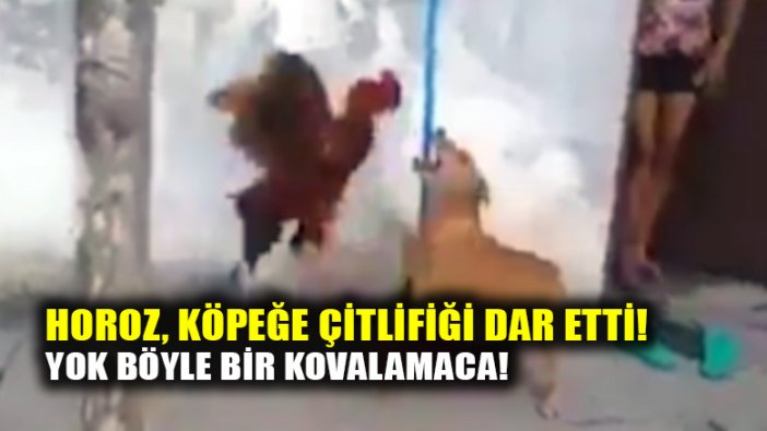 Horoz, köpeğe çiftliği dar etti!